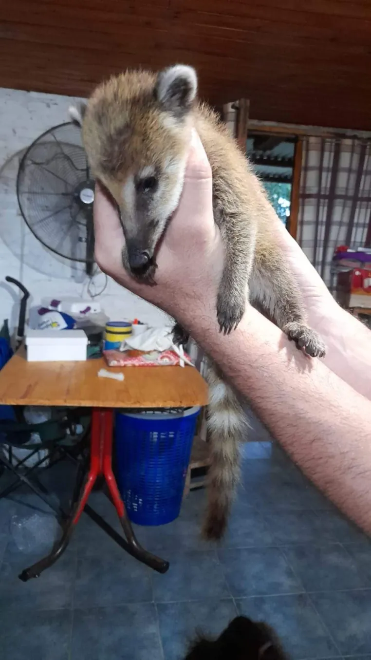 RESCATARON A UN COATÍ EN UNA LOCALIDAD CORRENTINA