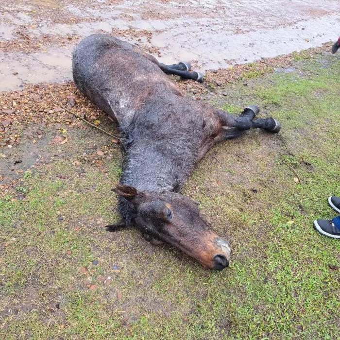 INDIGNACIÓN: CABALLO MURIÓ EN PLENA CALLE Y EL CARRERO SE DIO A LA FUGA